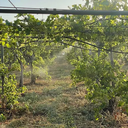 펜션 Casa Mimosa - Algarve