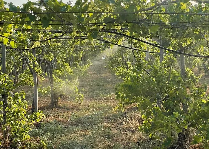 בית נופש Casa Mimosa - Algarve