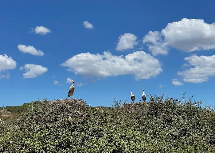 度假居 Casa Mimosa - Algarve