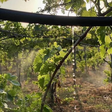 Casa Mimosa - Algarve Semesterbostad *